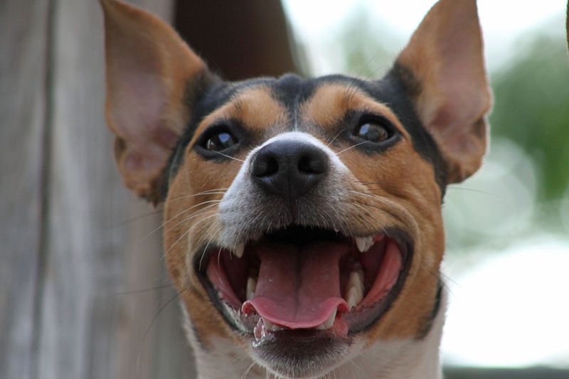 10 Cute Reasons Rat Terriers Are the Underdogs You’ve Been Searching For