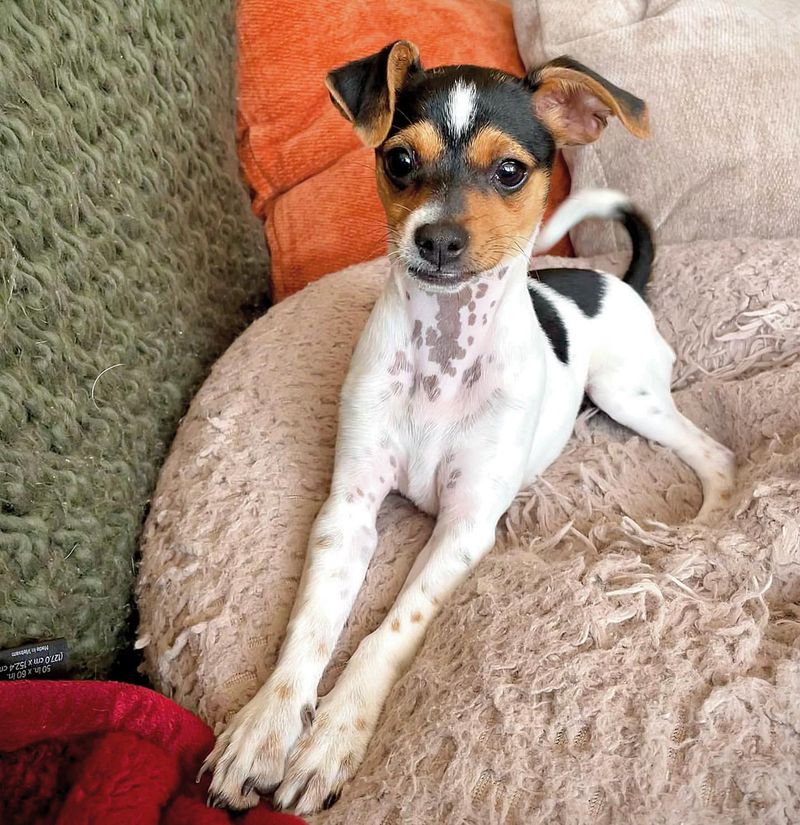 10 Cute Reasons Rat Terriers Are the Underdogs You’ve Been Searching For