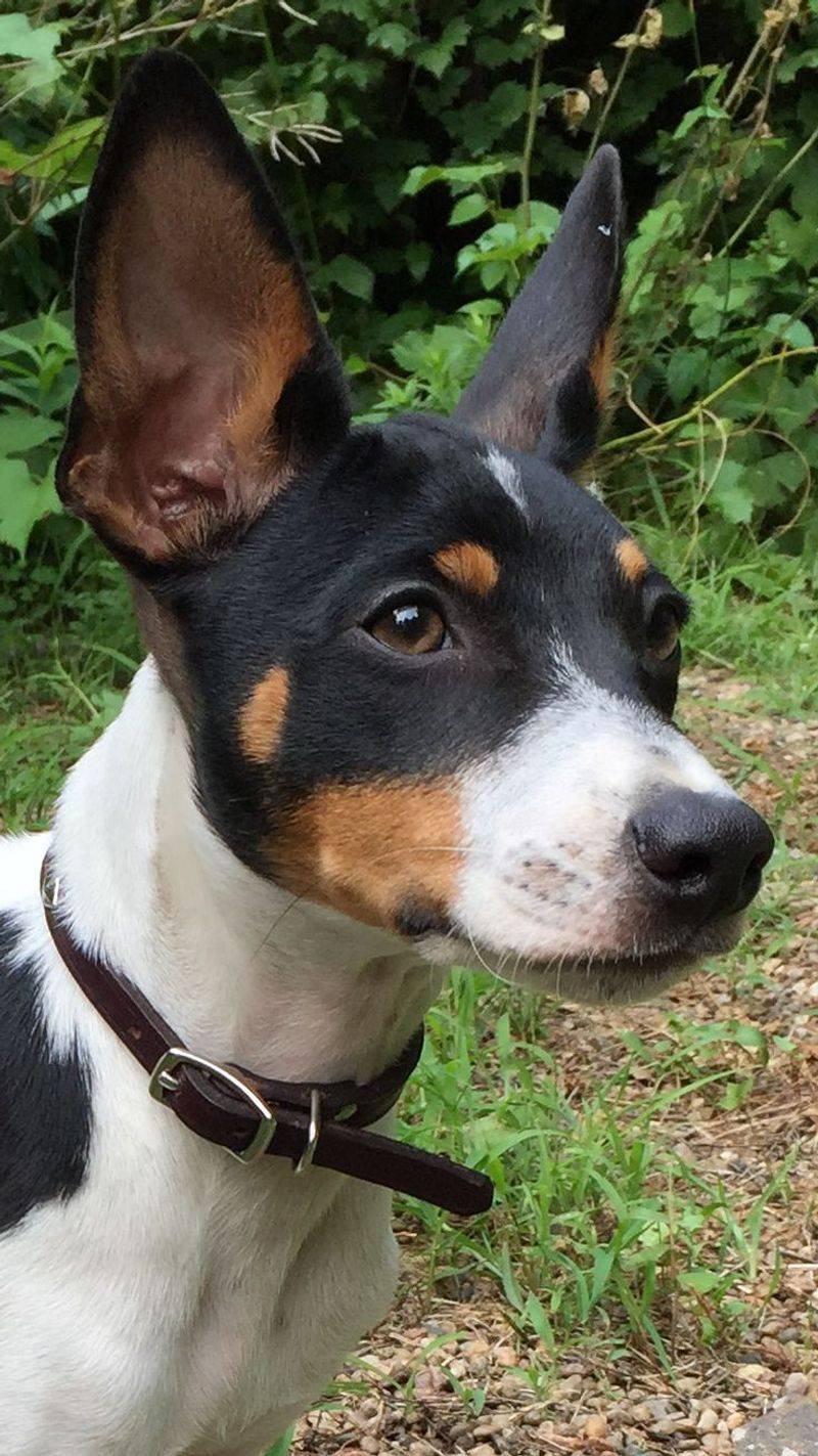 10 Cute Reasons Rat Terriers Are the Underdogs You’ve Been Searching For