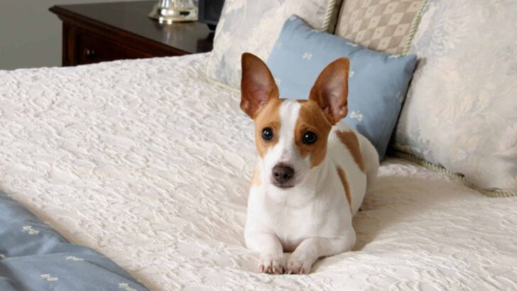 10 Cute Reasons Rat Terriers Are the Underdogs You’ve Been Searching For