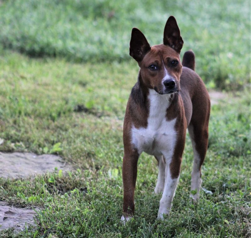 10 Cute Reasons Rat Terriers Are the Underdogs You’ve Been Searching For