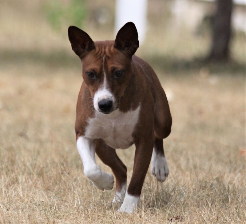 10 Cute Reasons Rat Terriers Are the Underdogs You’ve Been Searching For