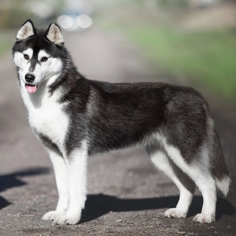 10 Dog Breeds That Are Wolves At Heart