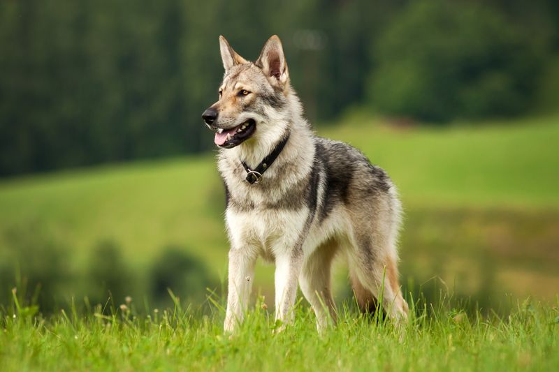 10 Dog Breeds That Are Wolves At Heart