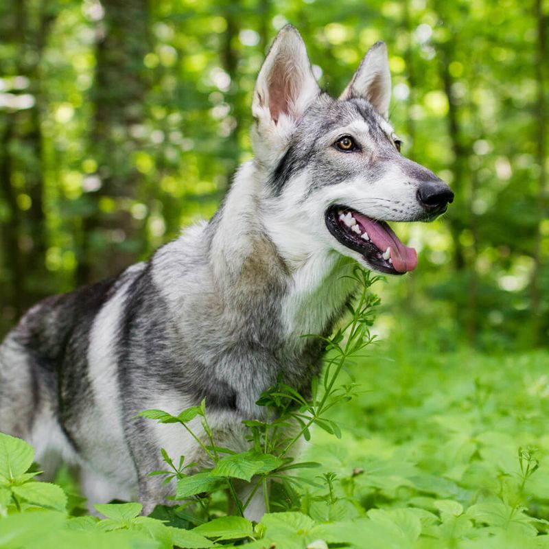 10 Dog Breeds That Are Wolves At Heart