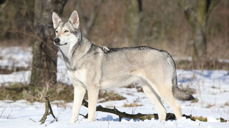 10 Dog Breeds That Are Wolves At Heart