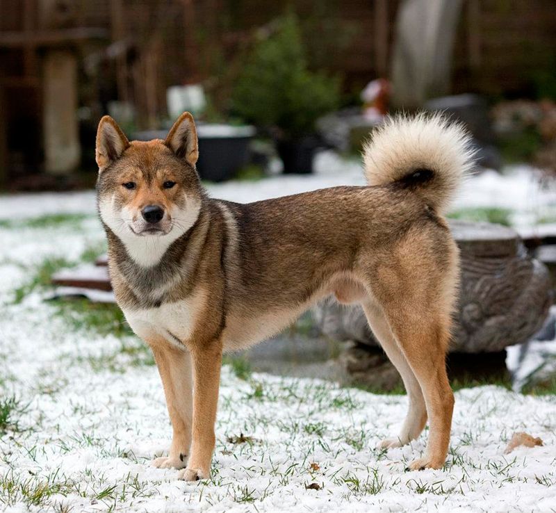 10 Dog Breeds That Are Wolves At Heart