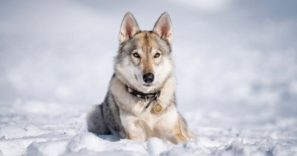 10 Dog Breeds That Are Wolves At Heart