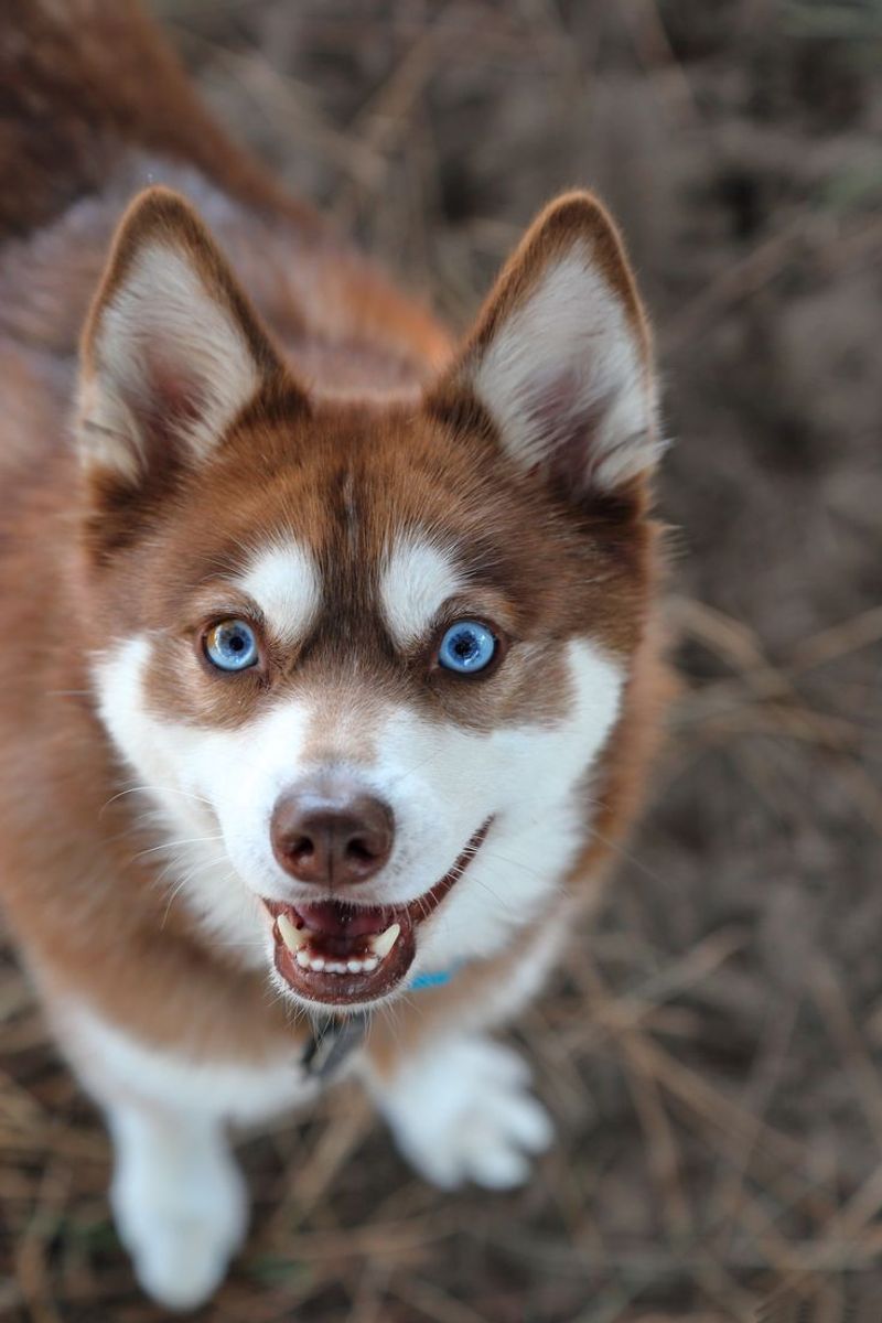 10 Dog Breeds with Hypnotic Blue Eyes That Look Straight Into Your Soul