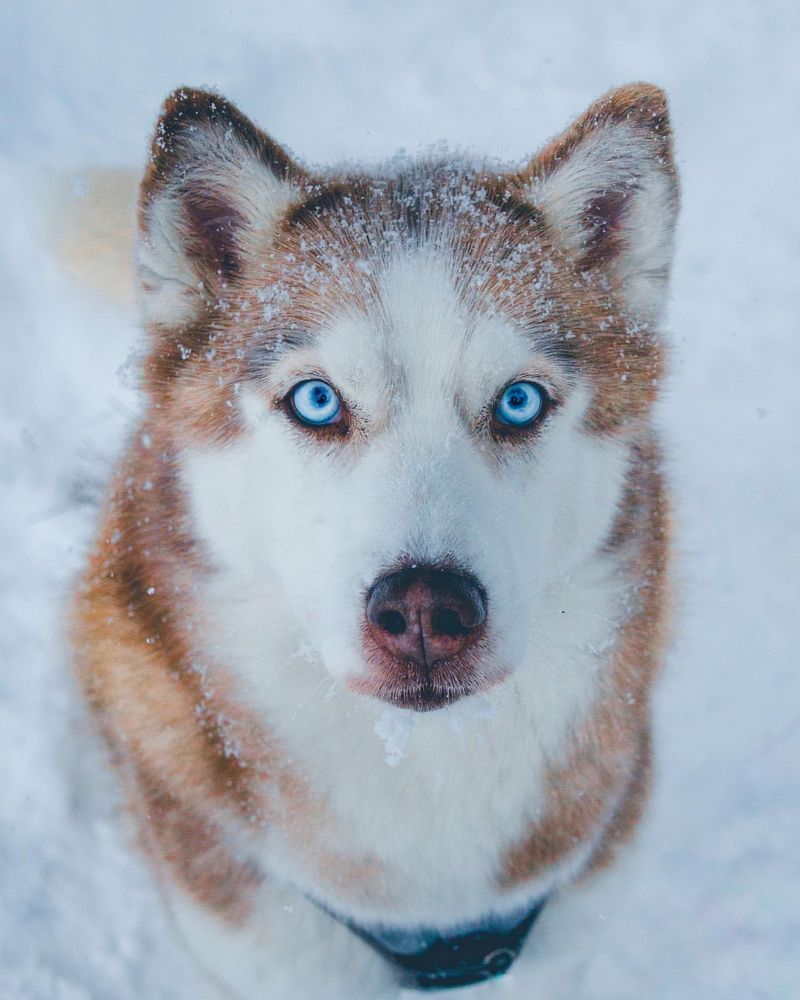 10 Dog Breeds with Hypnotic Blue Eyes That Look Straight Into Your Soul