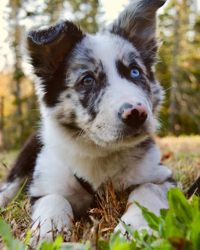 10 Dog Breeds with Hypnotic Blue Eyes That Look Straight Into Your Soul