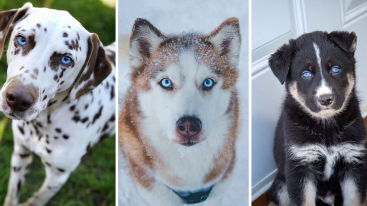 10 Dog Breeds with Hypnotic Blue Eyes That Look Straight Into Your Soul