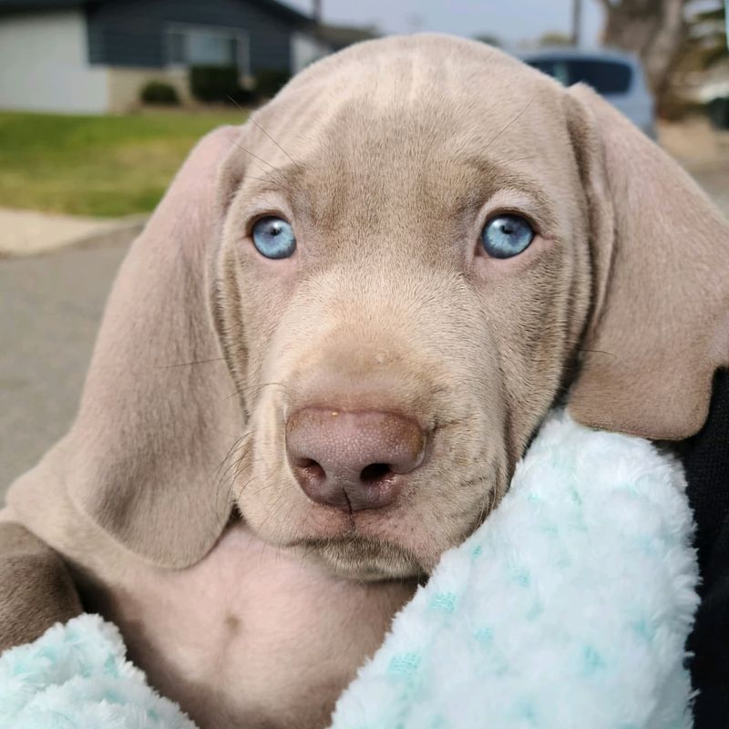 10 Dog Breeds with Hypnotic Blue Eyes That Look Straight Into Your Soul