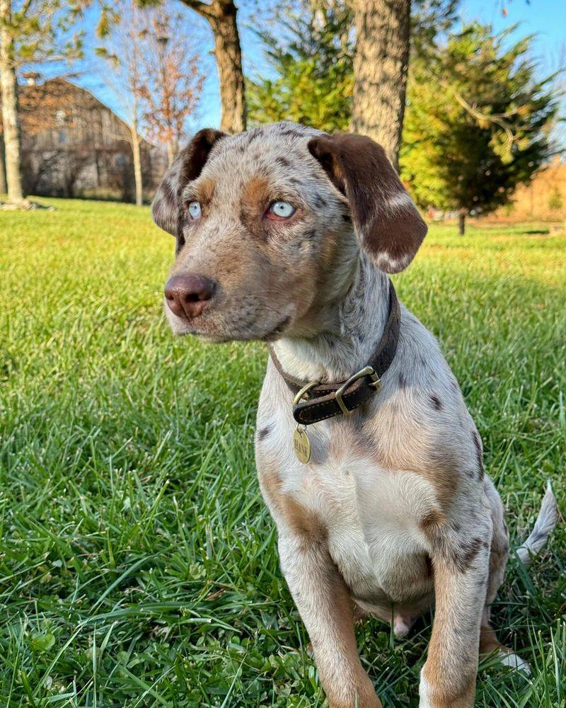 10 Dog Breeds with Hypnotic Blue Eyes That Look Straight Into Your Soul