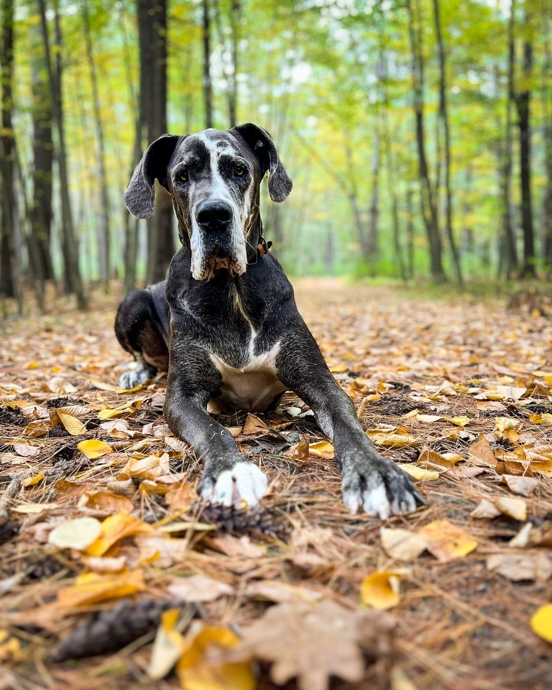 10 Fascinating Dogs That Turn Dreams into Nightmares for Unsuspecting Owners