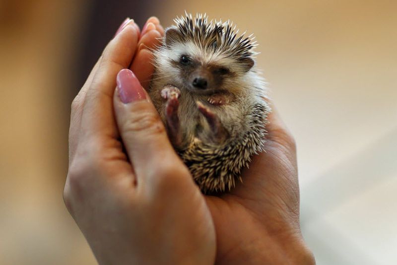 10 Exotic Pets You Can Legally Own