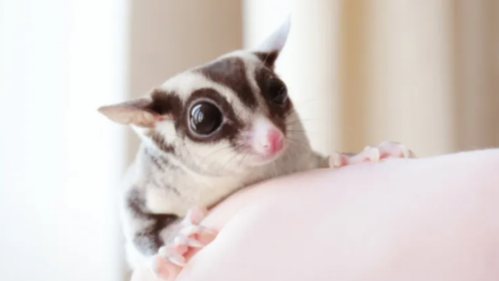 10 Exotic Pets You Can Legally Own