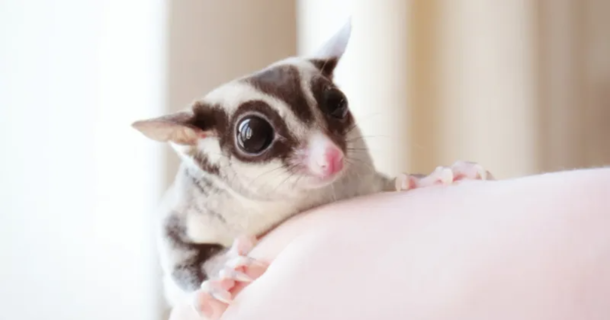 10 Exotic Pets You Can Legally Own