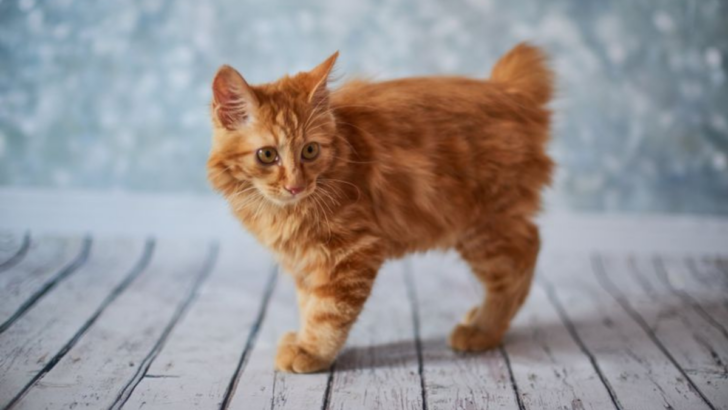 10 Fascinating Facts About the American Bobtail Cat