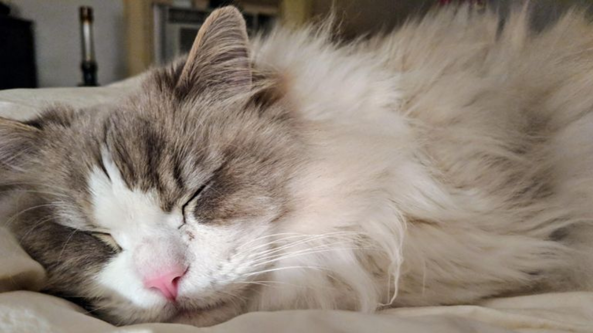 10 Feline Breeds That Spend the Most Time Sleeping