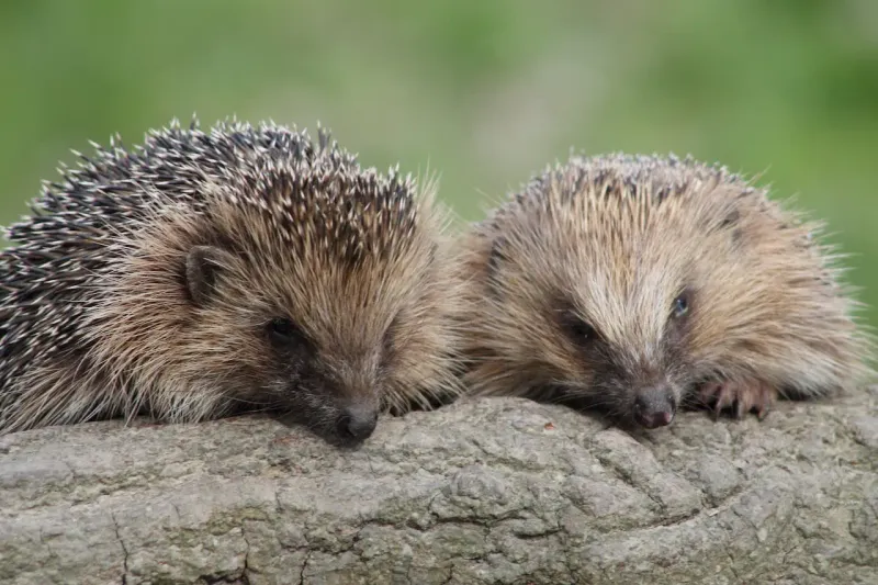 10 Fun Facts About Hedgehogs that Show What a Fascinating Animal They Are