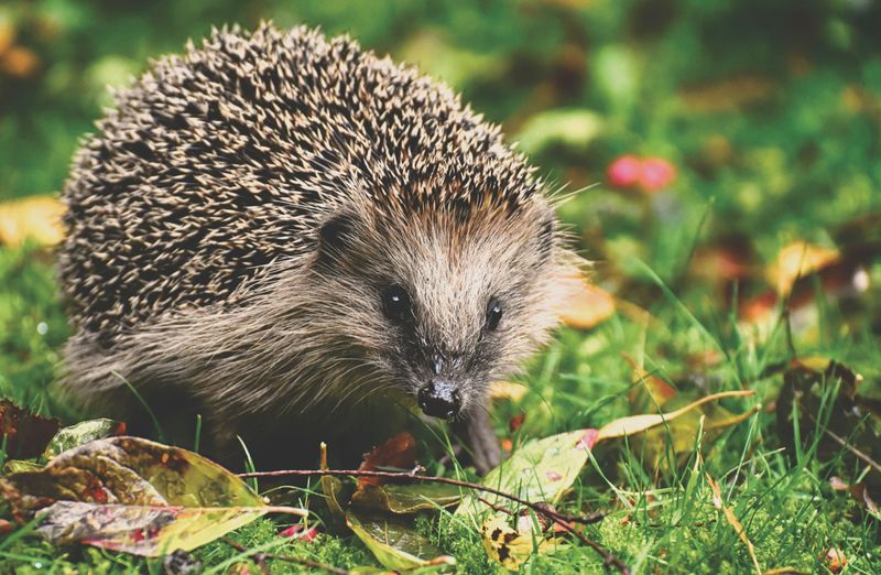 10 Fun Facts About Hedgehogs that Show What a Fascinating Animal They Are