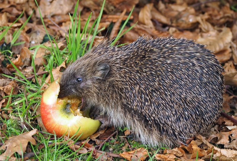 10 Fun Facts About Hedgehogs that Show What a Fascinating Animal They Are