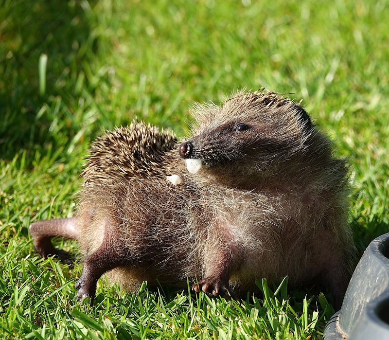 10 Fun Facts About Hedgehogs that Show What a Fascinating Animal They Are