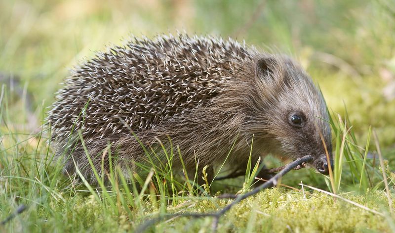 10 Fun Facts About Hedgehogs that Show What a Fascinating Animal They Are