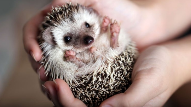 10 Fun Facts About Hedgehogs that Show What a Fascinating Animal They Are