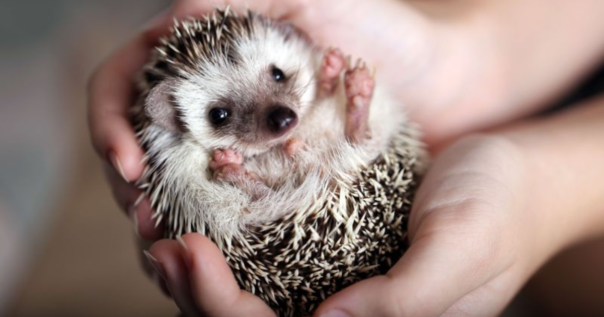 10 Fun Facts About Hedgehogs that Show What a Fascinating Animal They Are