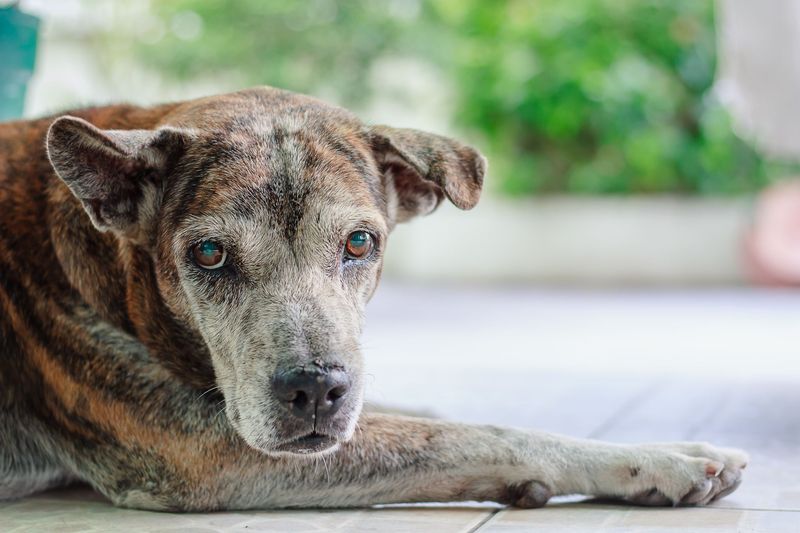 10 Heartbreaking Signs It May Be Time to Say Goodbye to Your Dog and Put Them Down