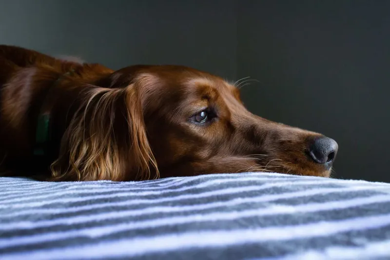 10 Heartbreaking Signs It May Be Time to Say Goodbye to Your Dog and Put Them Down