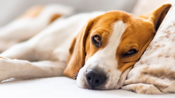 10 Heartbreaking Signs It May Be Time to Say Goodbye to Your Dog and Put Them Down