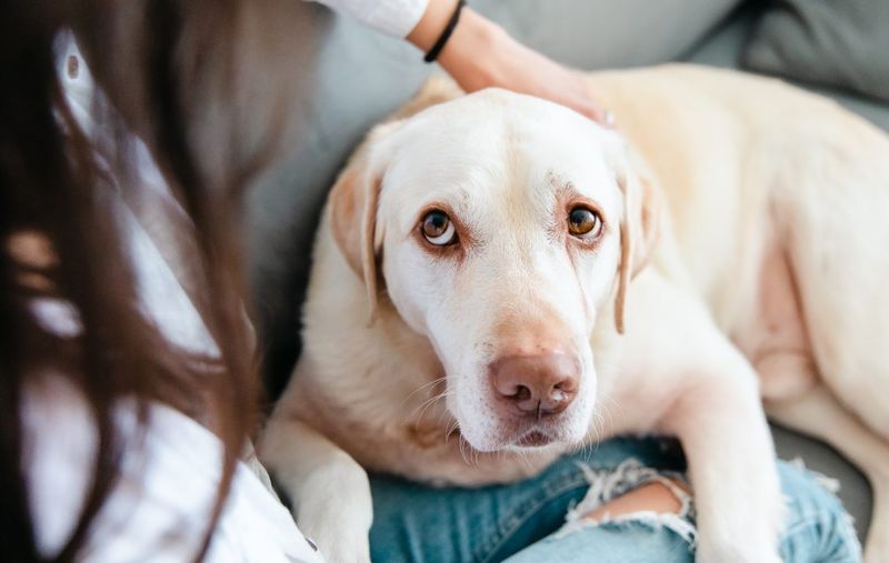 10 Heartbreaking Signs It May Be Time to Say Goodbye to Your Dog and Put Them Down