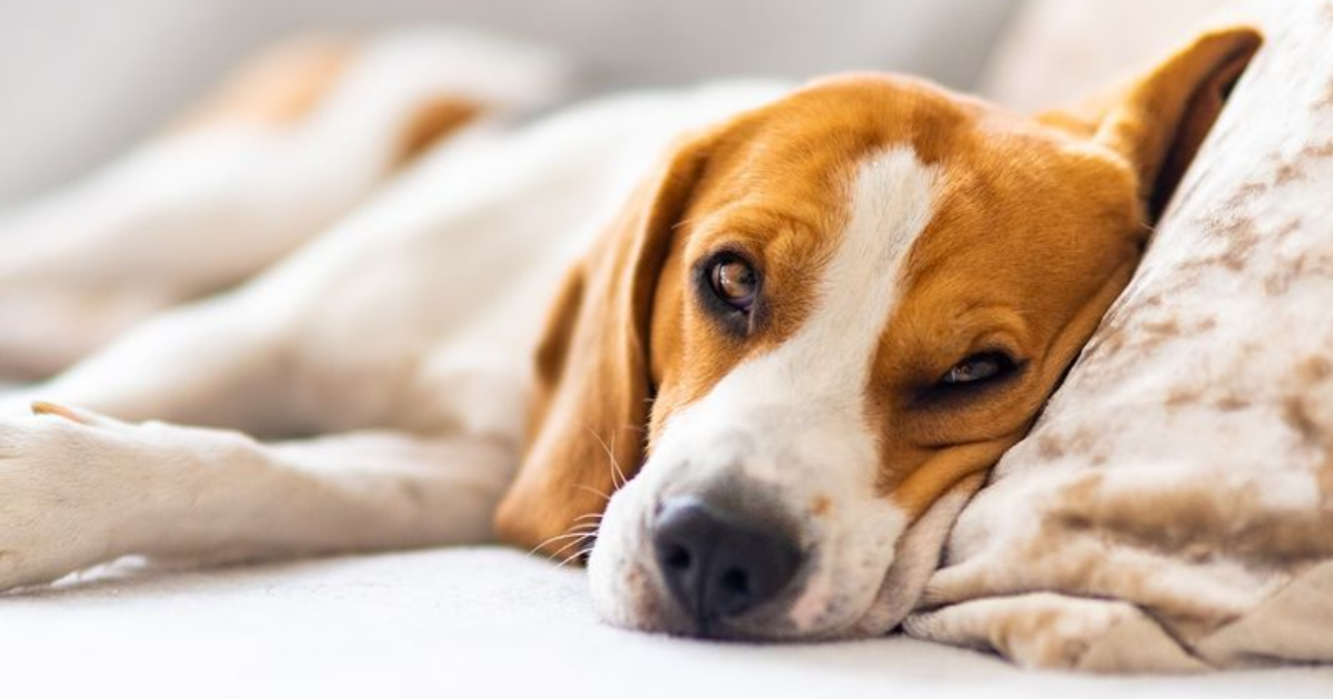 10 Heartbreaking Signs It May Be Time to Say Goodbye to Your Dog and Put Them Down