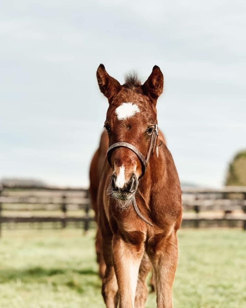 10 Horse Breeds Unsuitable for First-Time Riders