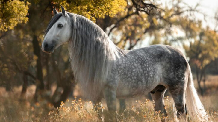 10 Must-See Horse Breeds Unsuitable for First-Time Riders