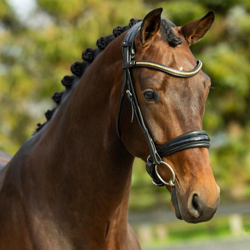 10 Horse Breeds Unsuitable for First-Time Riders