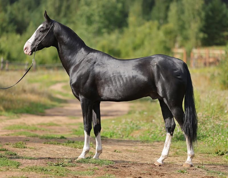 10 Horse Breeds Unsuitable for First-Time Riders