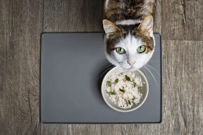 10 Human Foods That Are Surprisingly Safe for Cats in Moderation