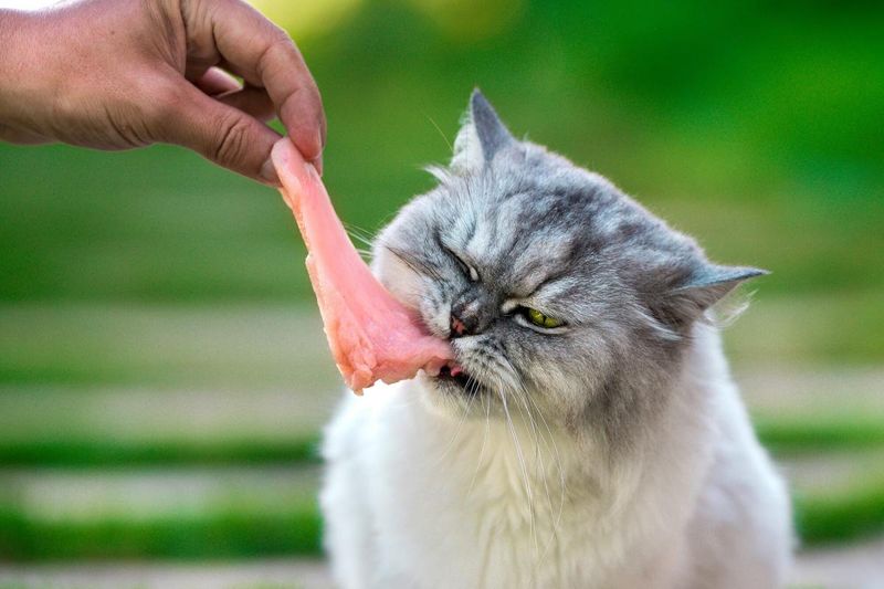 10 Human Foods That Are Surprisingly Safe for Cats in Moderation