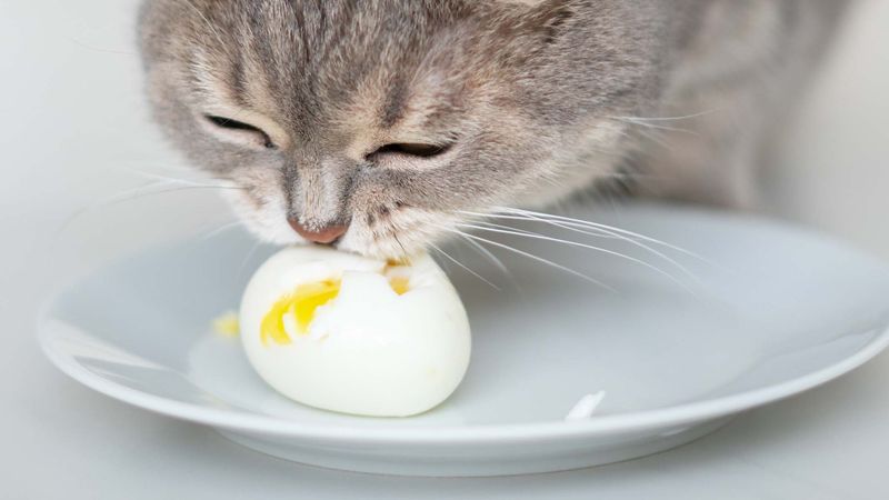 10 Human Foods That Are Surprisingly Safe for Cats in Moderation