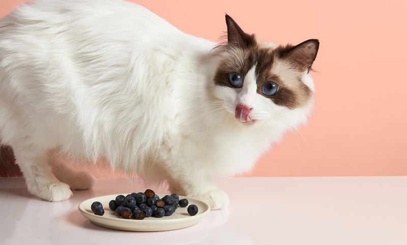 10 Human Foods That Are Surprisingly Safe for Cats in Moderation