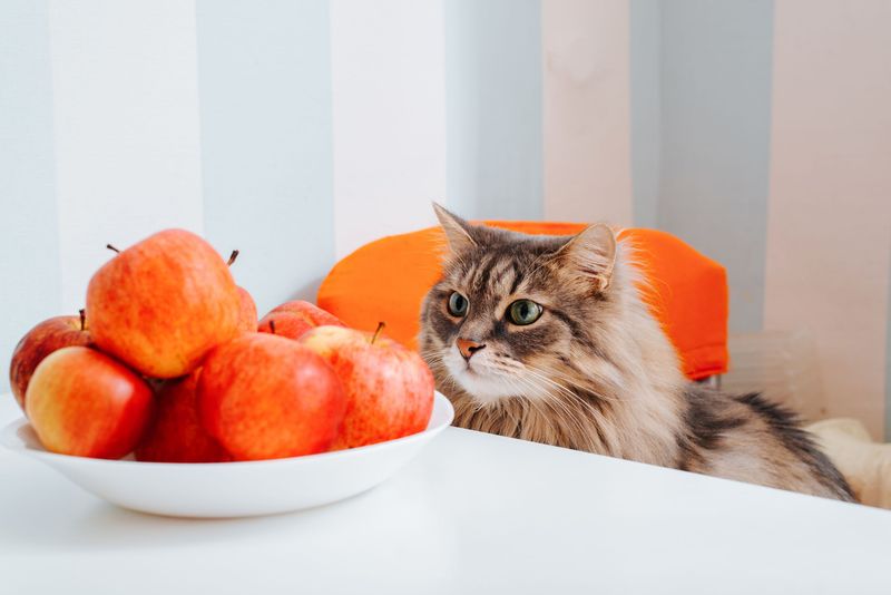 10 Human Foods That Are Surprisingly Safe for Cats in Moderation