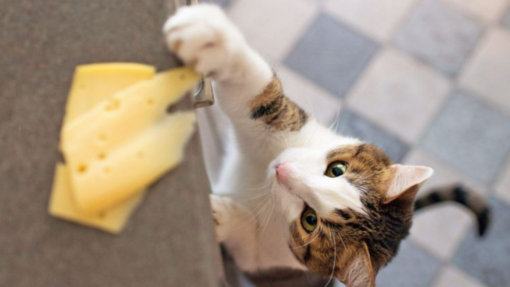 10 Human Foods That Are Surprisingly Safe for Cats in Moderation