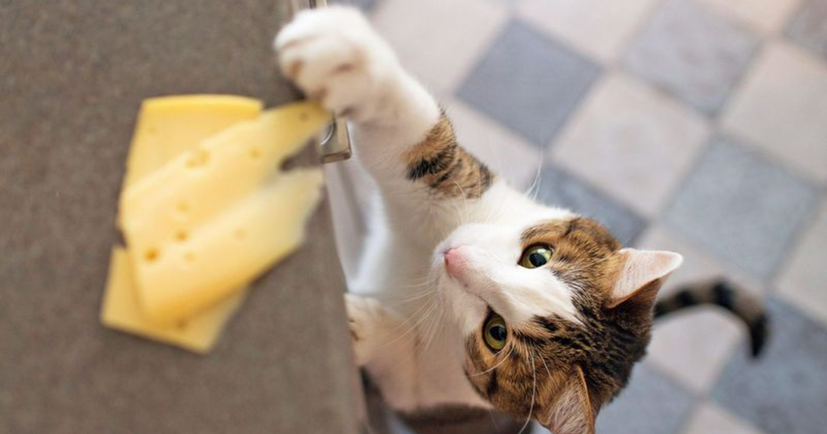 10 Human Foods That Are Surprisingly Safe for Cats in Moderation