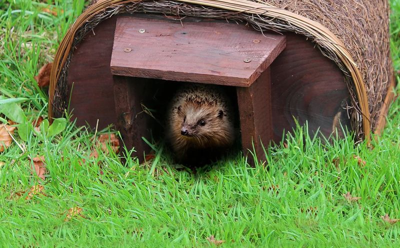 10 Important Things to Know Before Getting a Pet Hedgehog