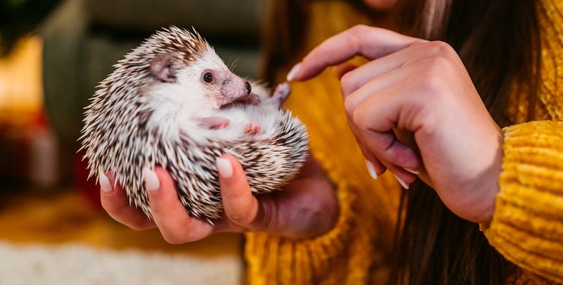 10 Important Things to Know Before Getting a Pet Hedgehog