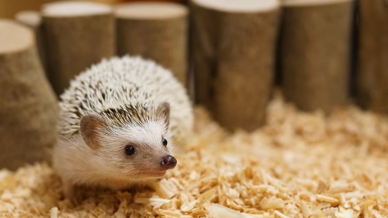 10 Important Things to Know Before Getting a Pet Hedgehog